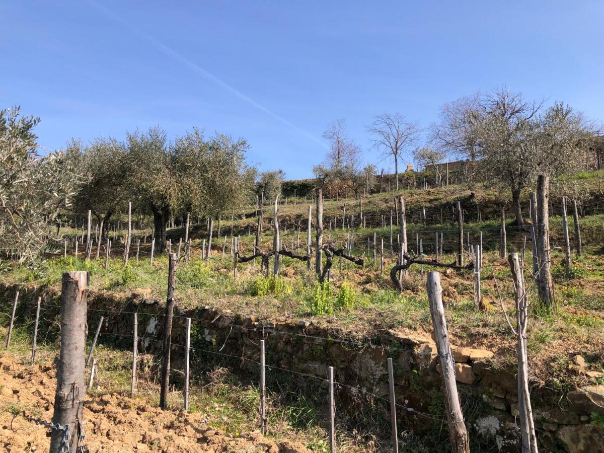 Podere Soccorso Casa Vigneto Μονταλτσίνο Εξωτερικό φωτογραφία